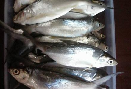 PRESTO BANDENG dan PEPES BANDENG  dari Kurahan II Murtigading