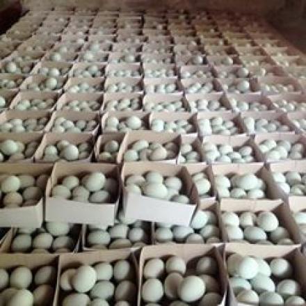 Telur Asin  dan Peyek Pletre Bongoskenti  Banjir Orderan