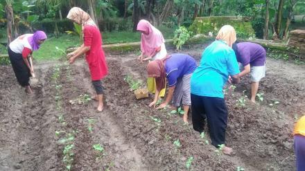 Pemanfaatan Lahan Pekarangan Oleh Warga Piring I Desa Murtigading