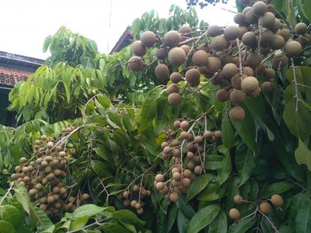 Kelengkeng Desa Murtigading kembali berbuah