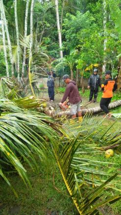 Penebangan Pohon Kelapa oleh TRC Murtigading