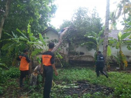 TRC FPRB Murtigading Eksekusi Pohon Tumbang