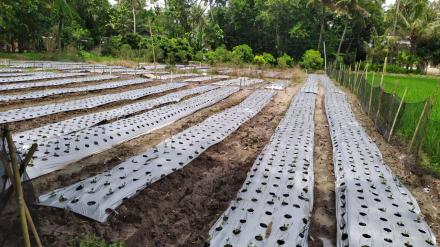 Ulu-Ulu Murtigading Tinjau Tanaman Edamame di Dagan