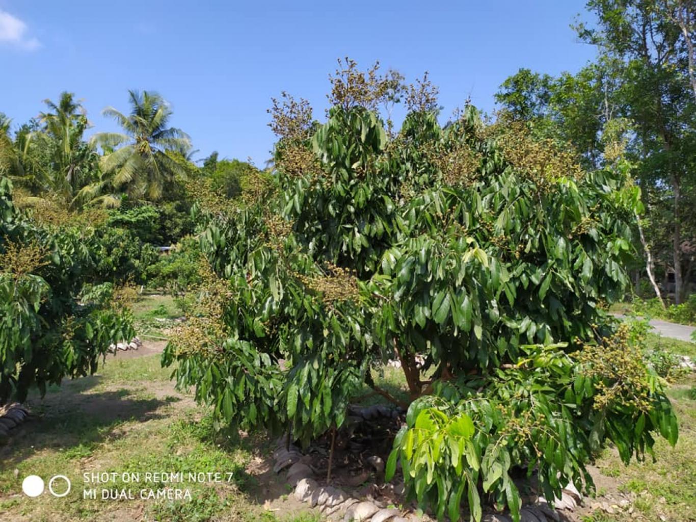 Buah Kelengkeng di Halaman Sempit? Bisa Banget, Ini Triknya!